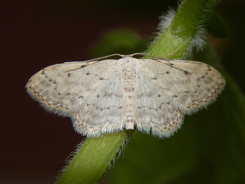 Lepidotteri da ID